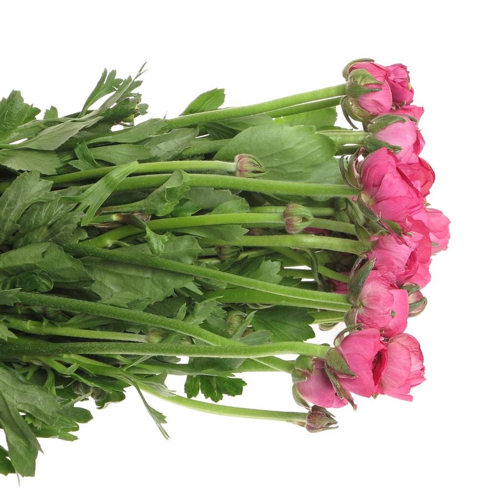 Ranunkel cerise pink Hot 40cm Israel x 50