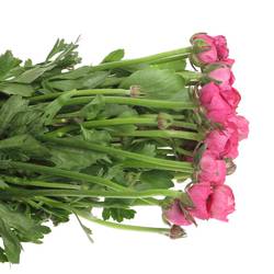 Ranunkel cerise pink Hot 40cm Israel x 50