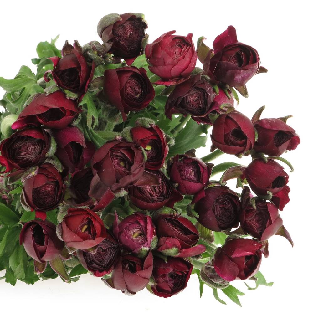 Ranunkel violet Israel 40cm Israel x 50