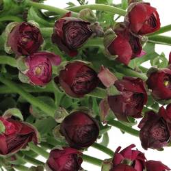 Ranunkel violet Israel 40cm Israel x 50