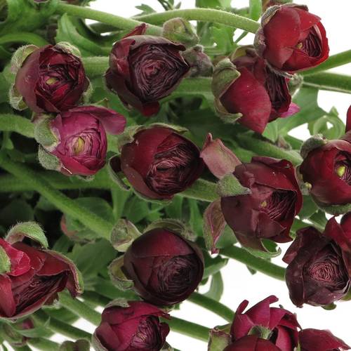 Ranunkel violet Israel 40cm Israel x 50