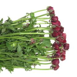 Ranunkel violet Israel 40cm Israel x 50