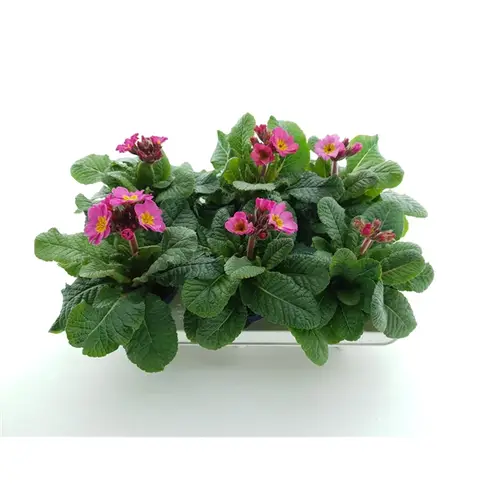 Primula Veris rosa T12 H020