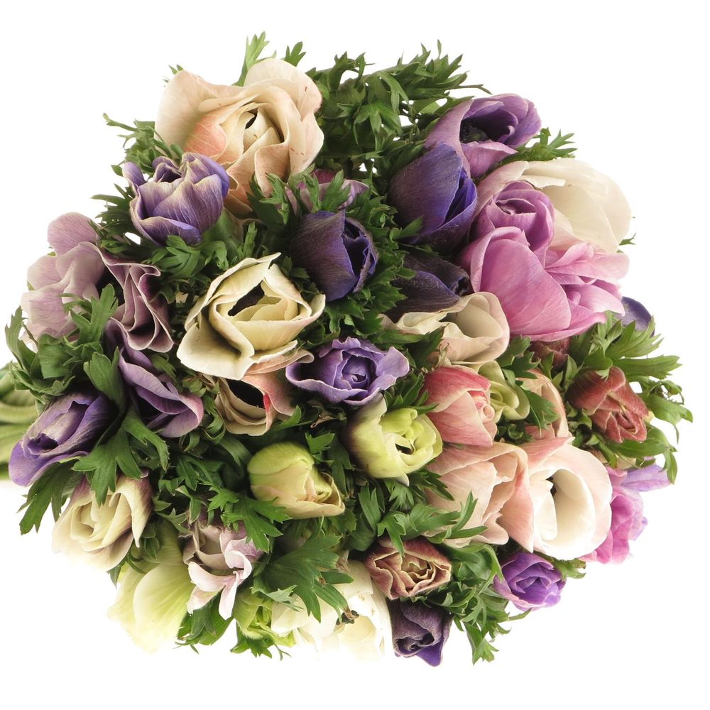 Anemone mix pastel Israel x 50 40cm