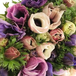 Anemone mix pastel Israel x 50 40cm