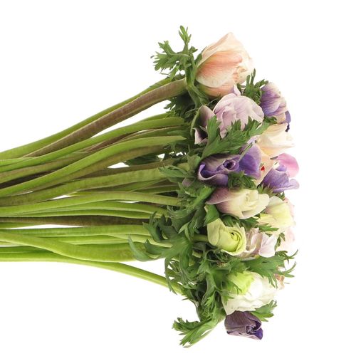 Anemone mix pastel Israel x 50 40cm