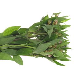 Alstroemerie lila Hawai 60 Gramm 75cm