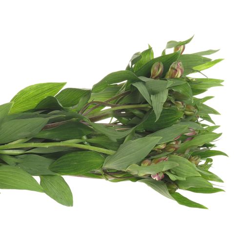 Alstroemerie lila Hawai 60 Gramm 75cm