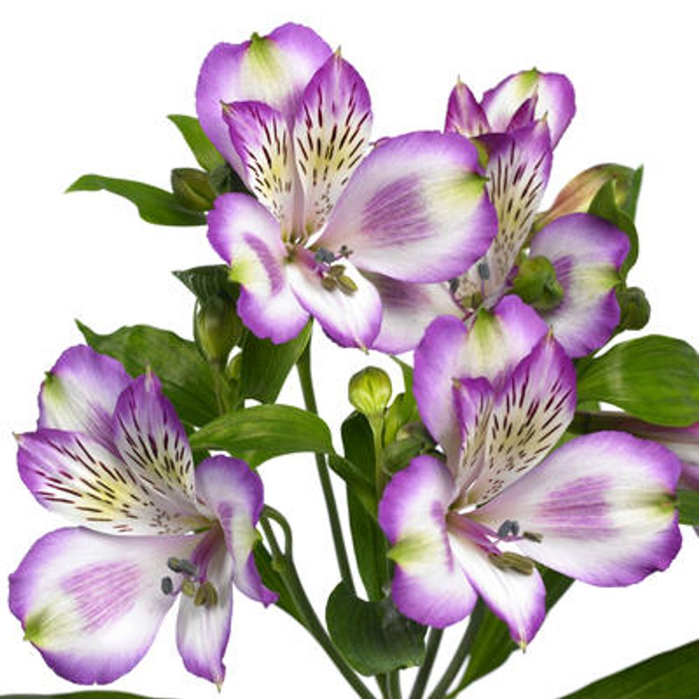 Alstroemerie lila Hawai 60 Gramm 75cm