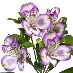 Alstroemerie lila Hawai 60 Gramm 75cm
