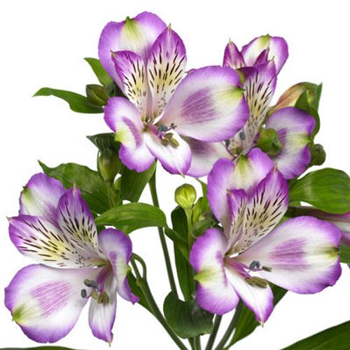 Alstroemerie lila Hawai 60 Gramm 75cm
