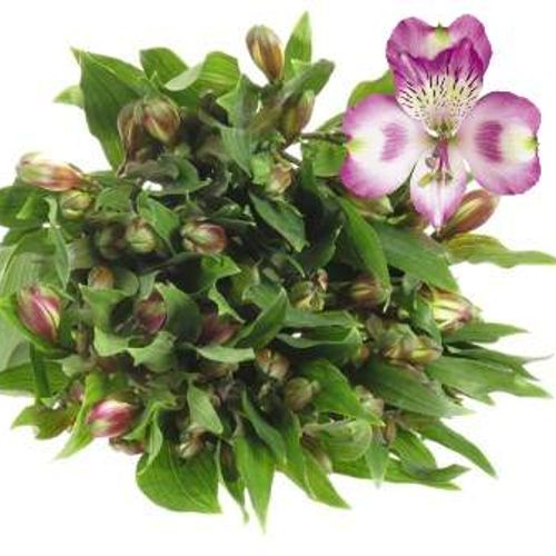 Alstroemerie lila Hawai 60 Gramm 75cm