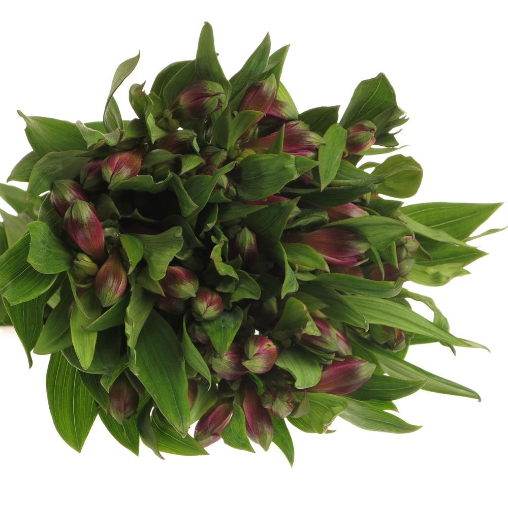 Alstroemerie lila Carline 60 Gramm 75cm