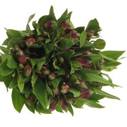 Alstroemerie lila Carline 60 Gramm 75cm