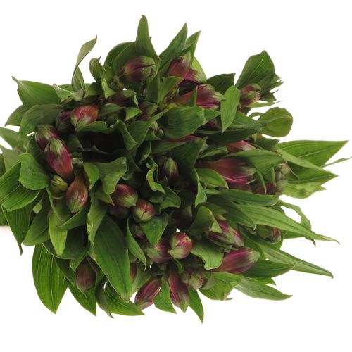Alstroemerie lila Carline 60 Gramm 75cm