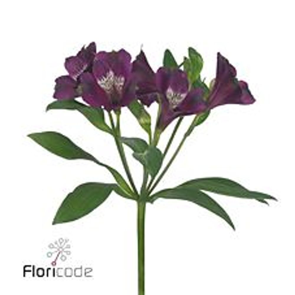 Alstroemerie lila Carline 60 Gramm 75cm