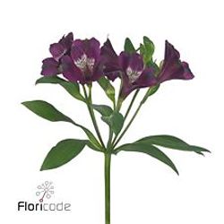 Alstroemerie lila Carline 60 Gramm 75cm