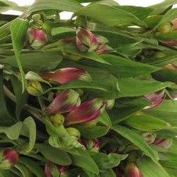 Alstroemerie lila Carline 60 Gramm 75cm