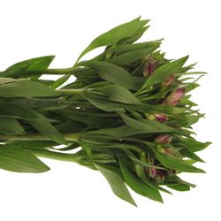Alstroemerie lila Carline 60 Gramm 75cm