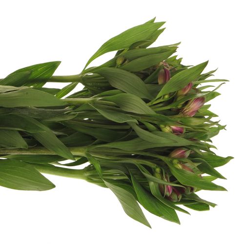 Alstroemerie lila Carline 60 Gramm 75cm