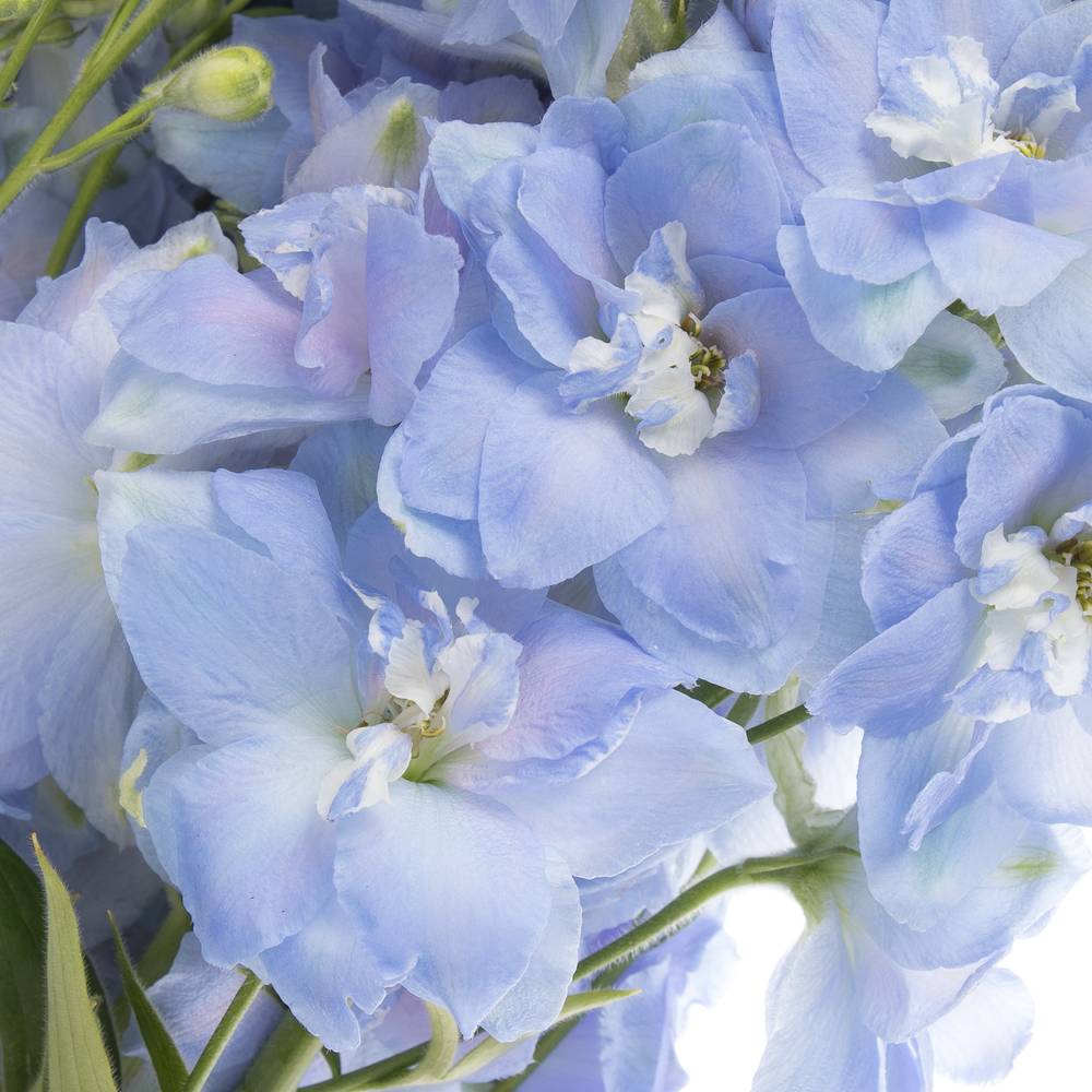 Delphinium blau Dewi Boy 80cm