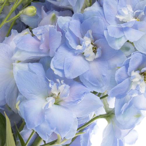 Delphinium blau Dewi Boy 80cm