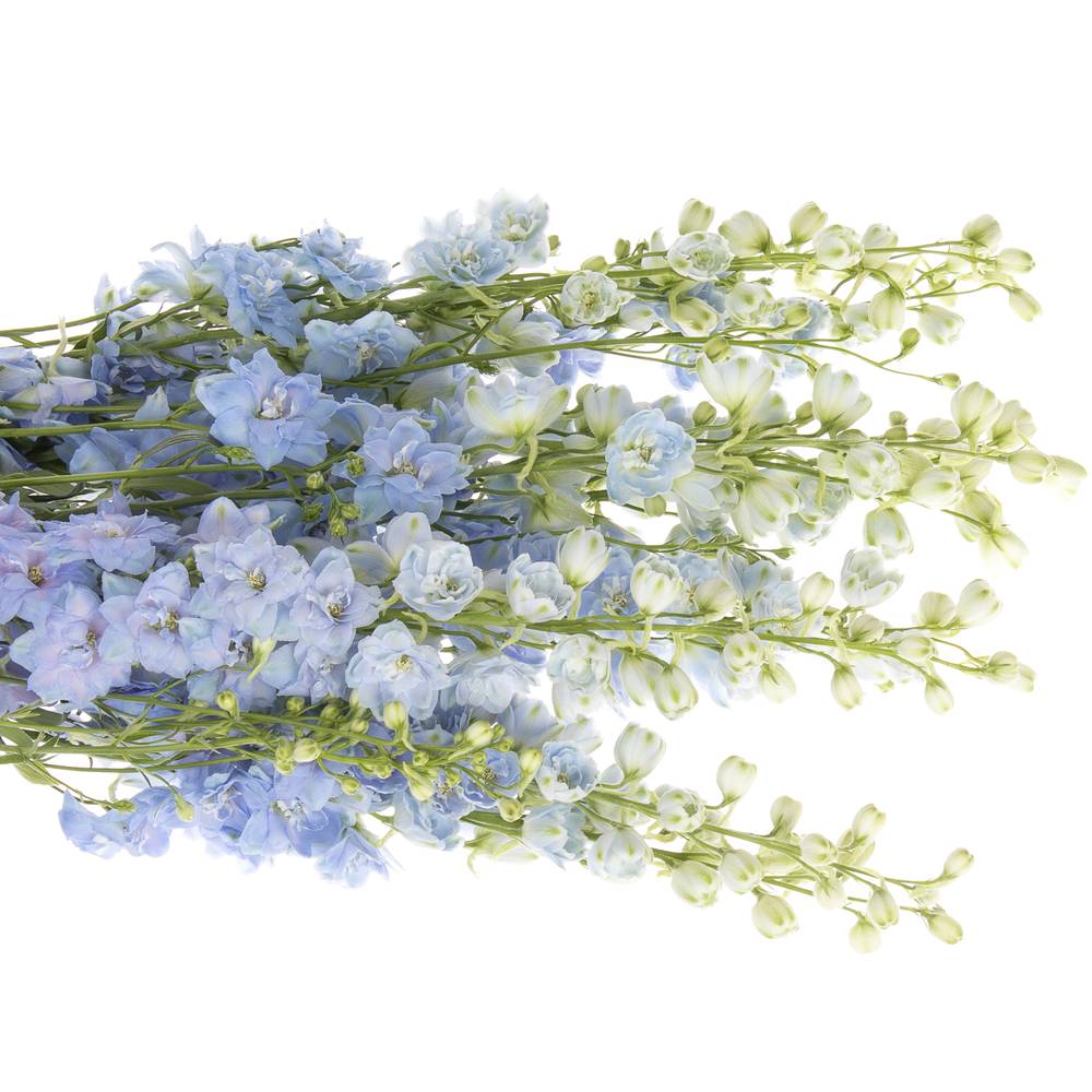 Delphinium blau Dewi Boy 80cm