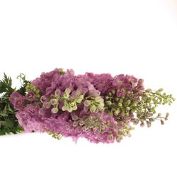 Delphinium rosa Centur 90cm