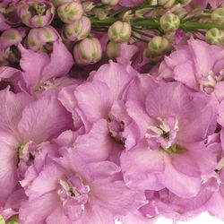 Delphinium rosa Centur 90cm