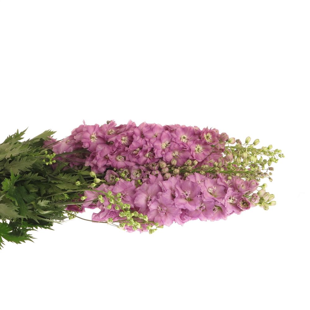 Delphinium rosa Centur 90cm
