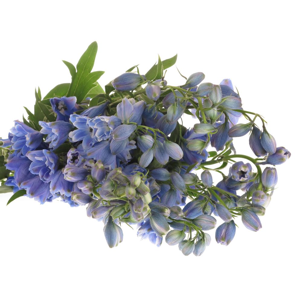 Delphinium blau Shadow 60cm