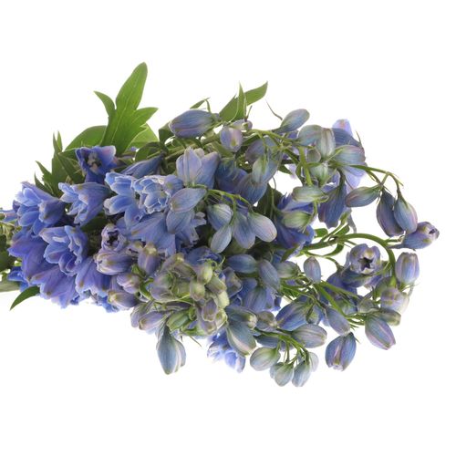 Delphinium blau Shadow 60cm