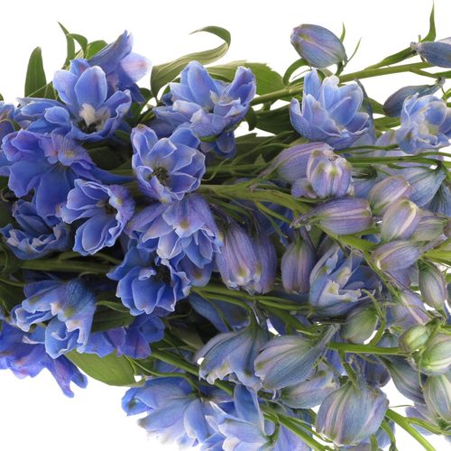 Delphinium blau Shadow 60cm