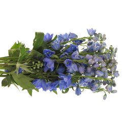 Delphinium blau Shadow 60cm