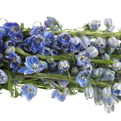 Delphinium blau Shadow 80cm