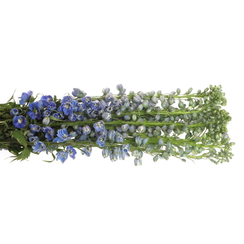 Delphinium blau Shadow 80cm