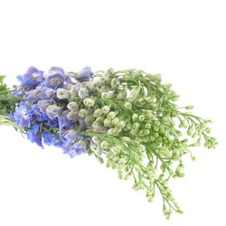 Delphinium blau Guard 90cm