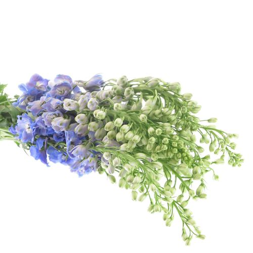 Delphinium blau Guard 90cm