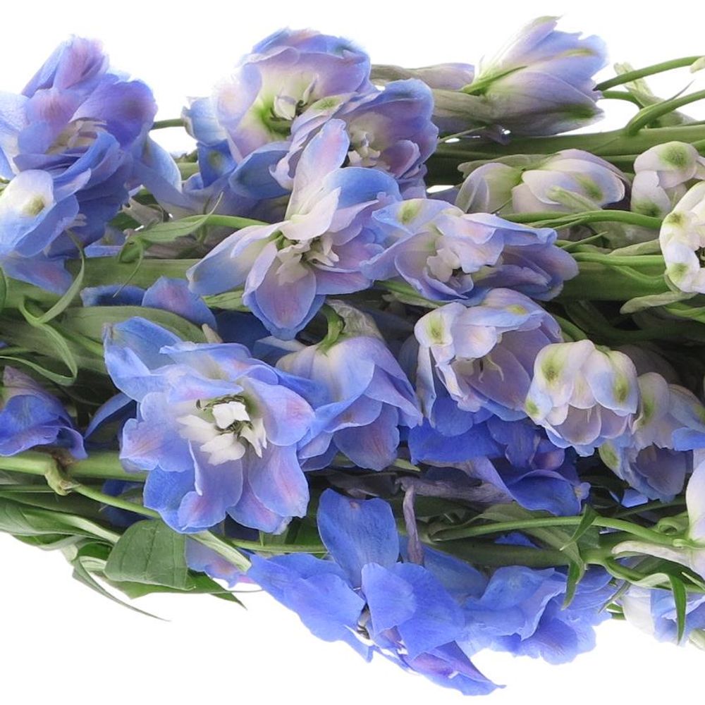 Delphinium blau Guard 90cm
