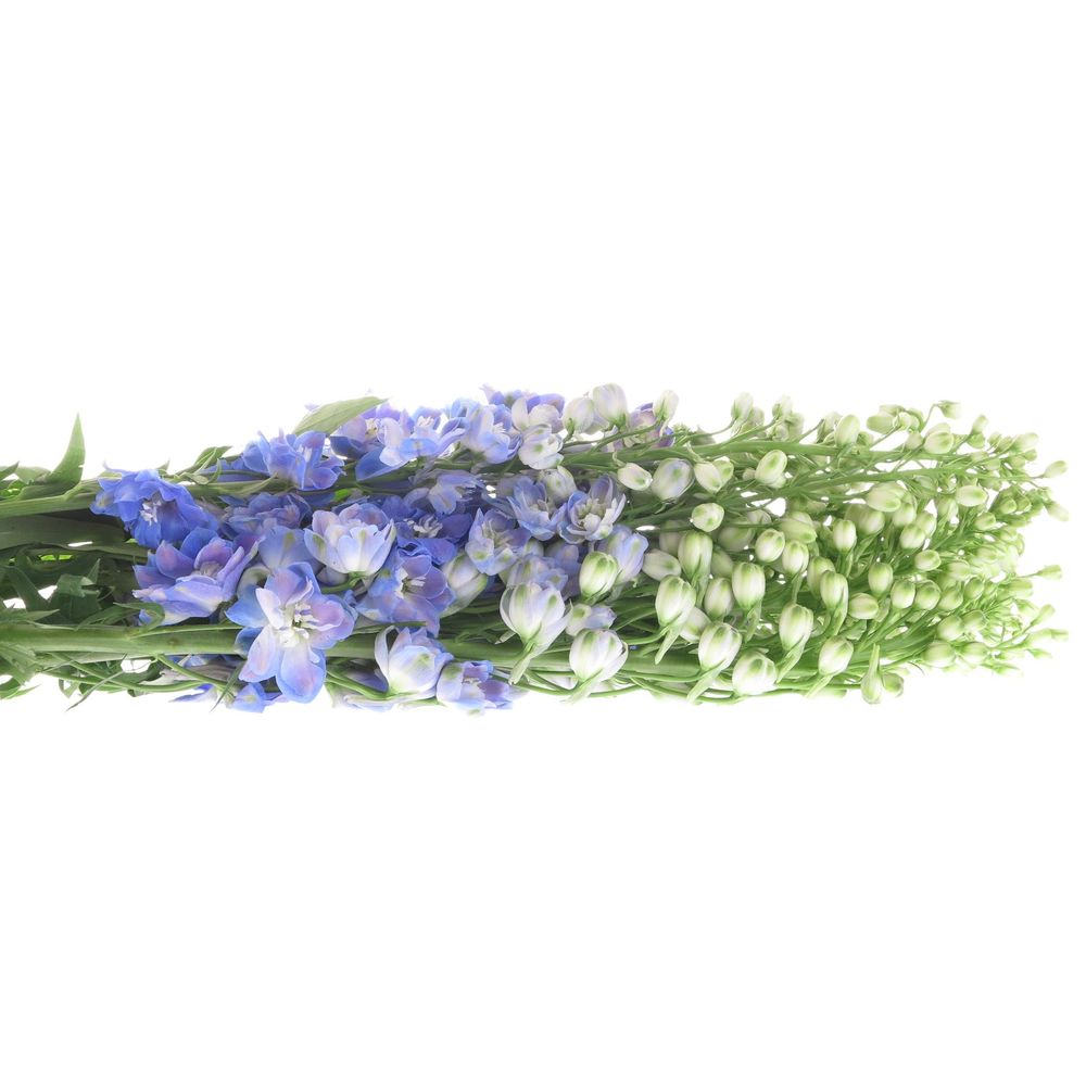 Delphinium blau Guard 90cm