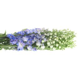 Delphinium blau Guard 90cm