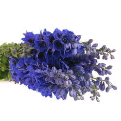Delphinium blau Glorie 80cm