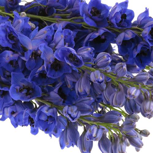 Delphinium blau Glorie 80cm