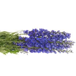 Delphinium blau Glorie 80cm