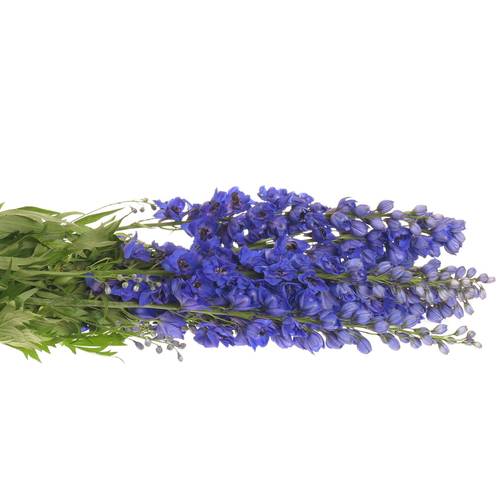 Delphinium blau Glorie 80cm