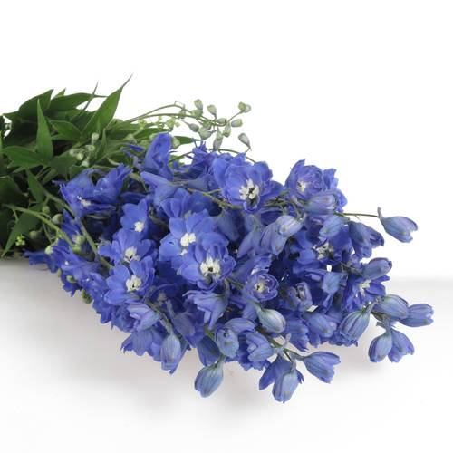 Delphinium blau Kings 90cm