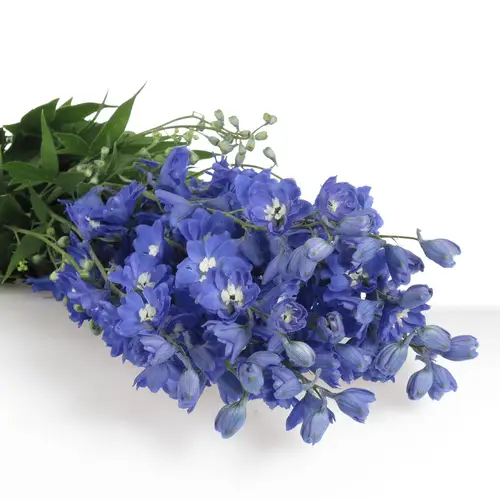 Delphinium blau Kings 90cm