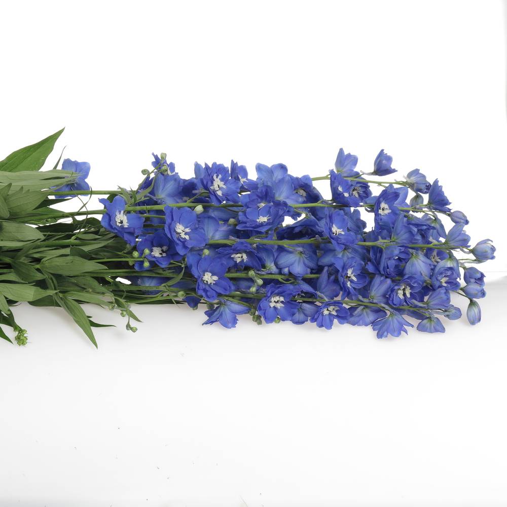 Delphinium blau Kings 90cm