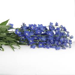 Delphinium blau Kings 90cm
