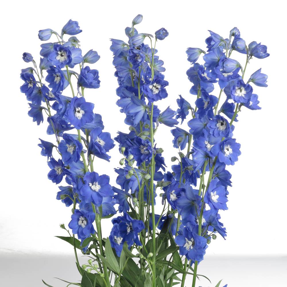 Delphinium blau Kings 90cm